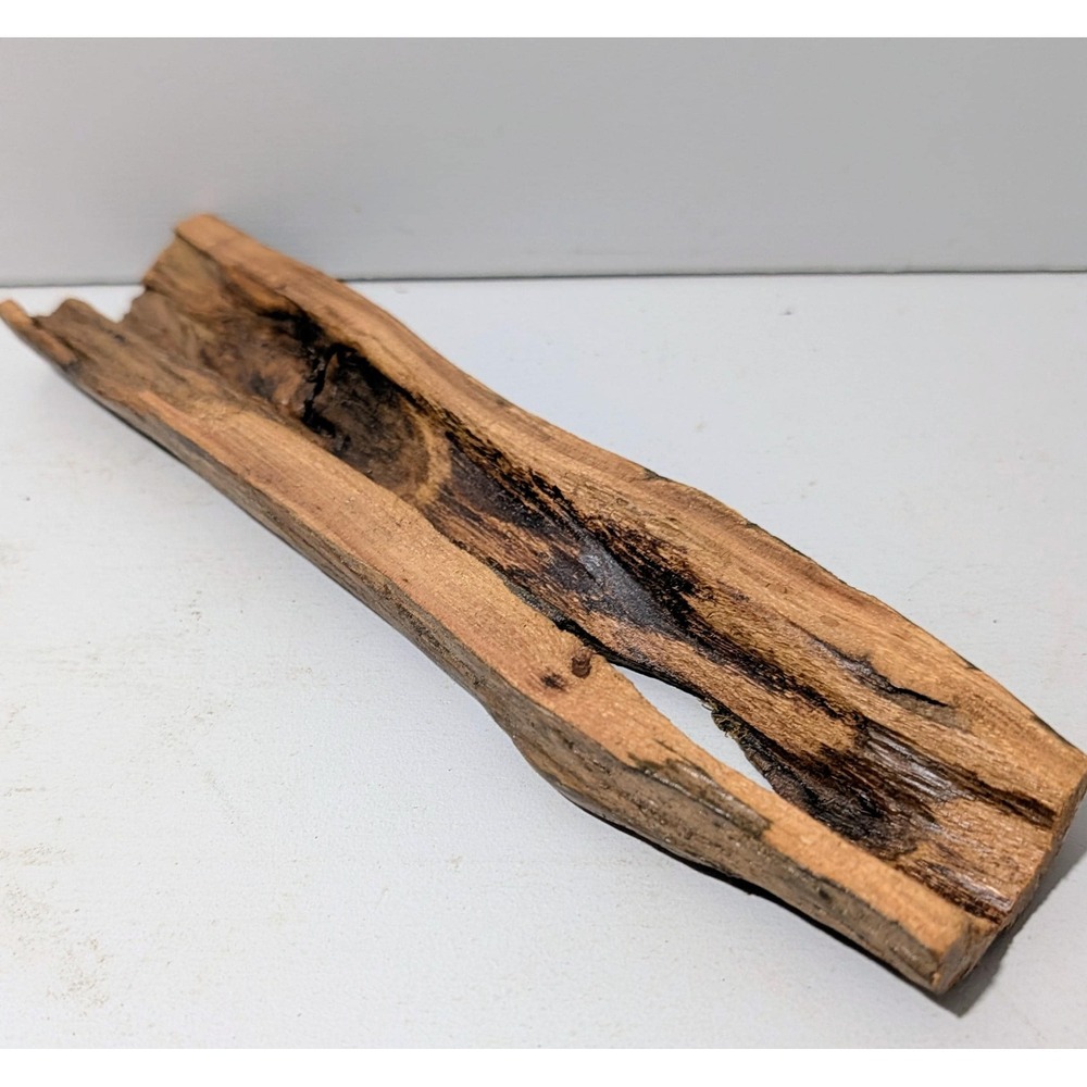 Black Locust Hollow Root Fairy garden or Gemstone Display. 9" x 4".